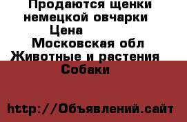 Продаются щенки немецкой овчарки › Цена ­ 3 000 - Московская обл. Животные и растения » Собаки   